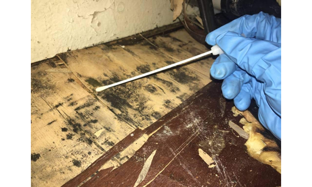 mold testing company